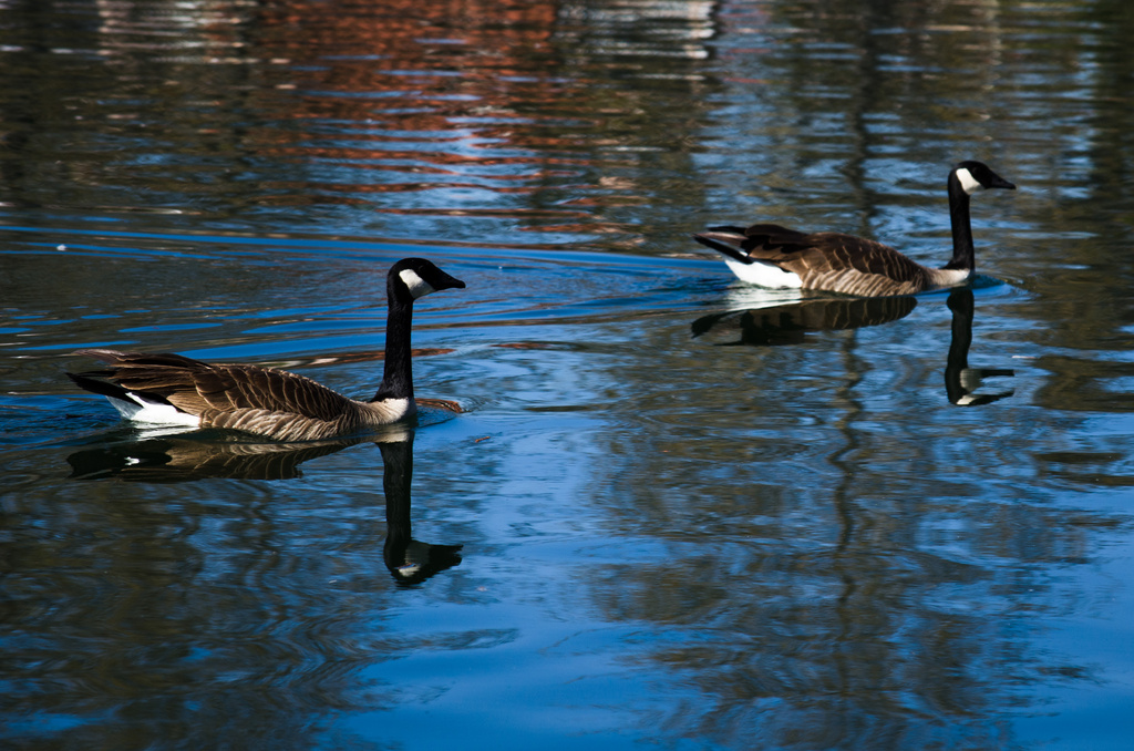 Geese on the move by stray_shooter