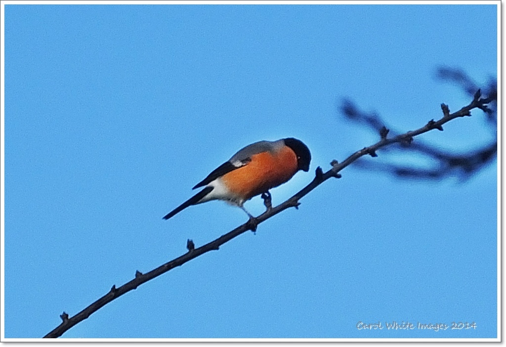 Bullfinch(male) by carolmw