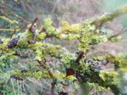 21st Jan 2014 - P1030144  frosted  lichen