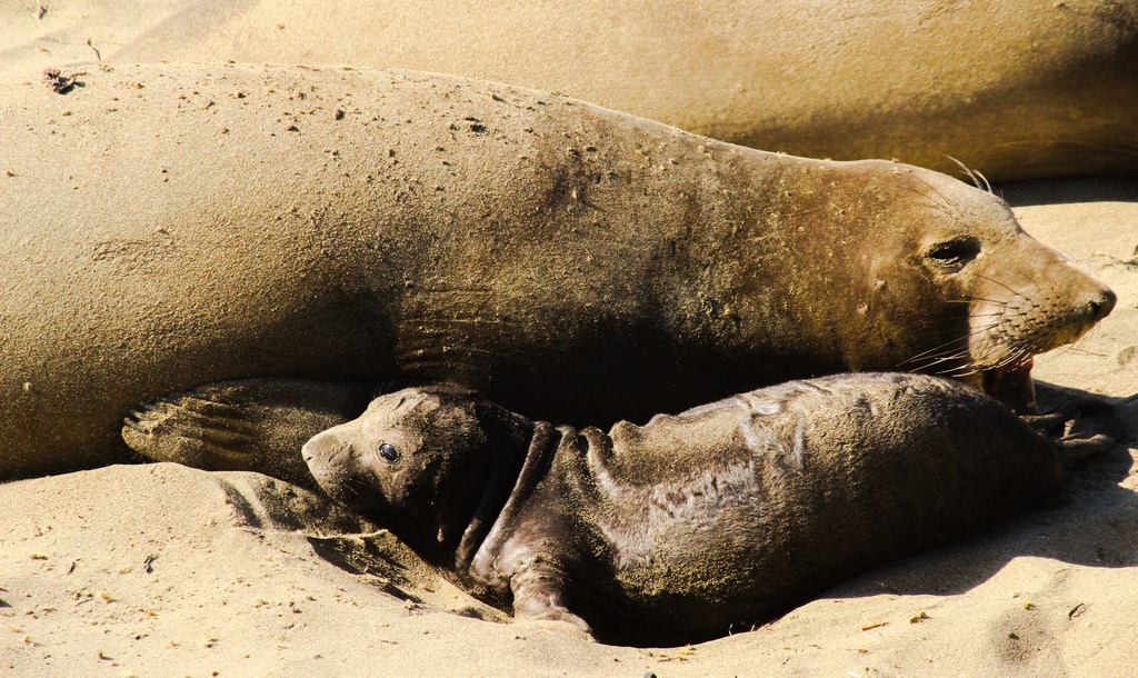 Northern Elephant Seal by mzzhope