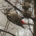 Woodpecker - 21-01 by barrowlane