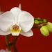 Orchid, bloom and bud.  Best viewed black if you have time. by padlock