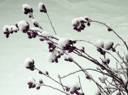 21st Jan 2014 - The Snow Looks Like Cotton