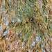 Frozen Monkey Grass by yogiw