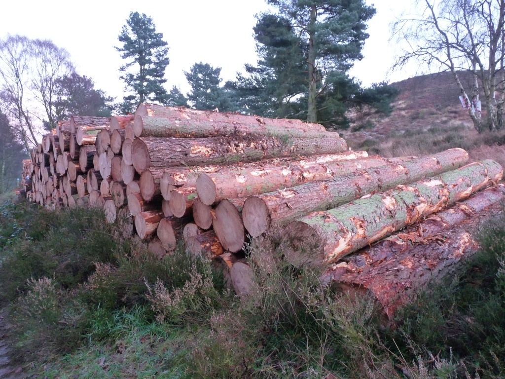  Whole lotta logs. by sabresun