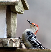 21st Jan 2014 - Red Bellied Woodpecker