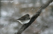 21st Jan 2014 - Janus and the Junco