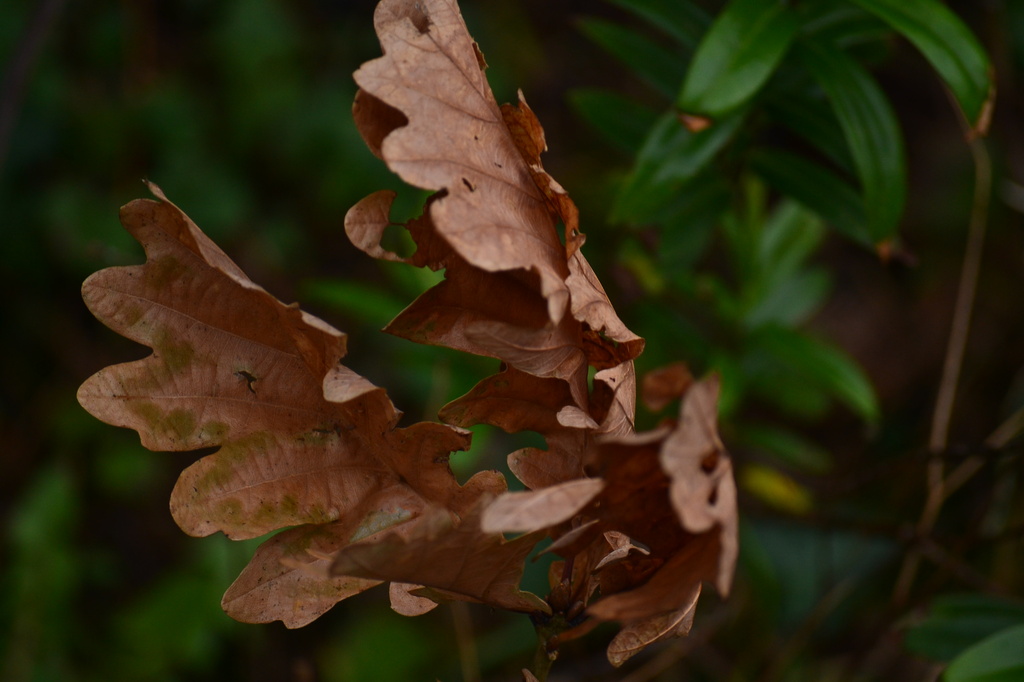 Brown leaves by ziggy77