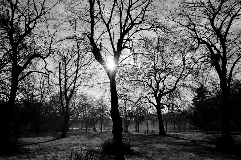 Bare Trees by andycoleborn