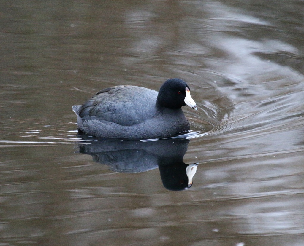 Coot by kimmer50