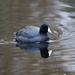 Coot by kimmer50