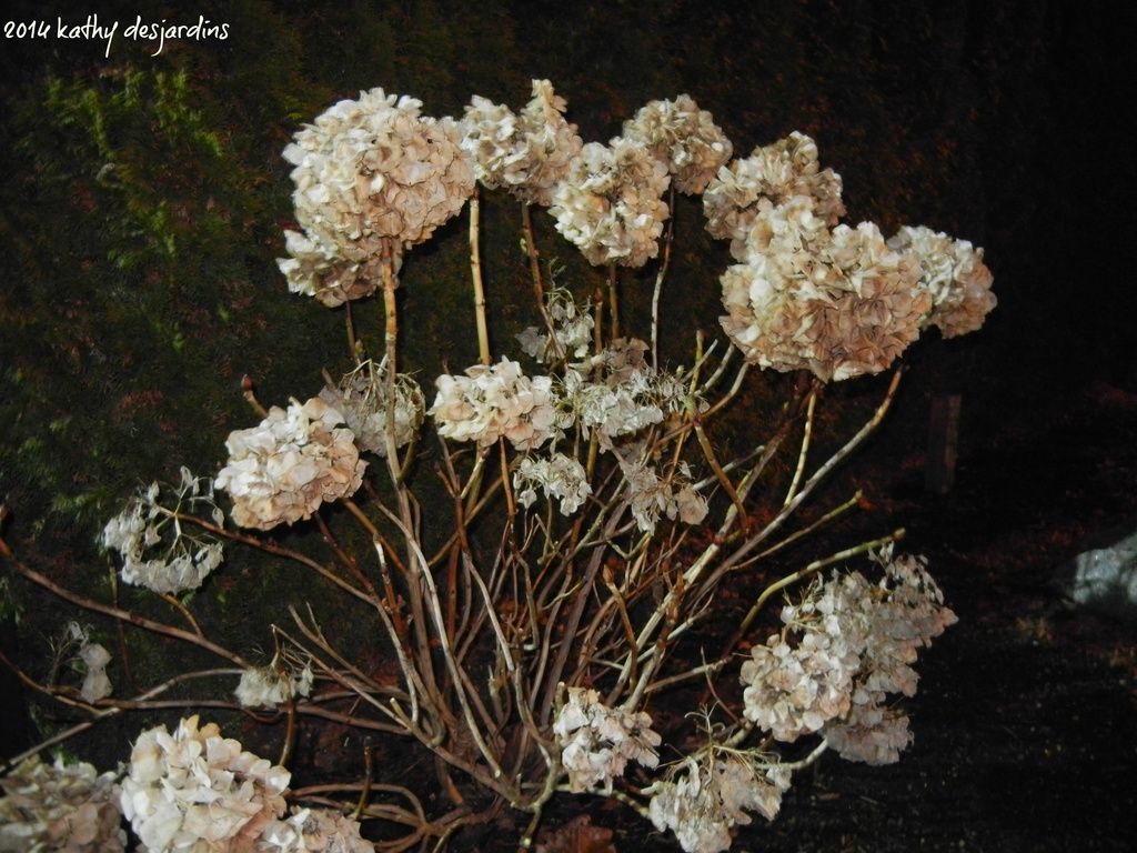 Night Flowers by kathyo