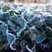 Frosted Ivy by filsie65