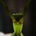 Mantis by jeneurell