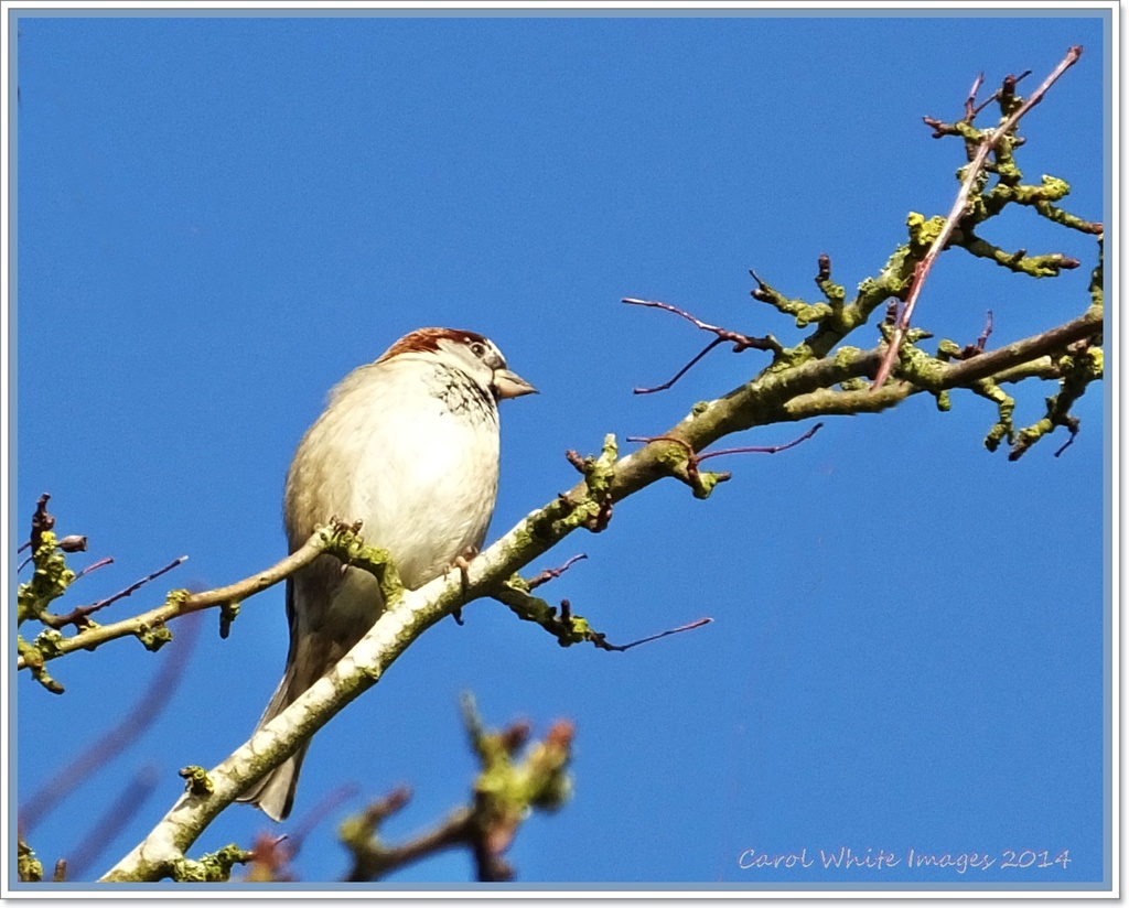 Sparrow In The Tree Top by carolmw