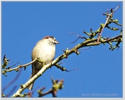 22nd Jan 2014 - Sparrow In The Tree Top
