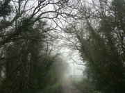 22nd Jan 2014 - P1030151 Foggy morning walk