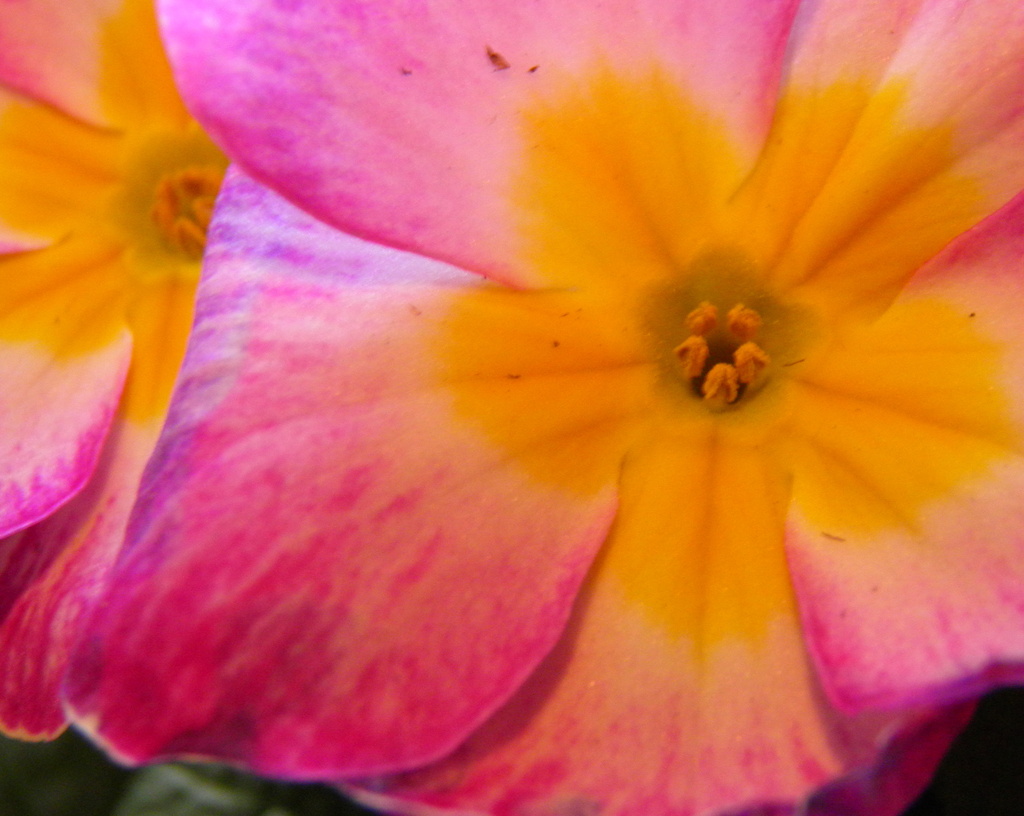 Pink Primrose by daisymiller
