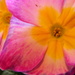 Pink Primrose by daisymiller