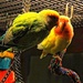 Therapy Birds by digitalrn
