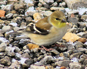 22nd Jan 2014 - Goldfinch on the rocks