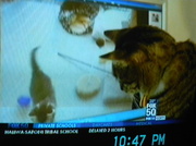 22nd Jan 2014 - Cat Watching another Cat on TV 1-22