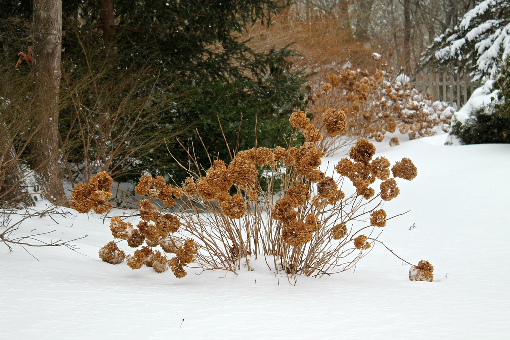 Winter Hydrangeas by lauriehiggins