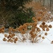 Winter Hydrangeas by lauriehiggins