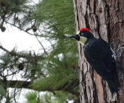 18th Jan 2014 - Day 228 Woodpecker