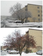 21st Jan 2014 - Same tree, different storms