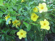 23rd Jan 2014 - Bright Alamanda.