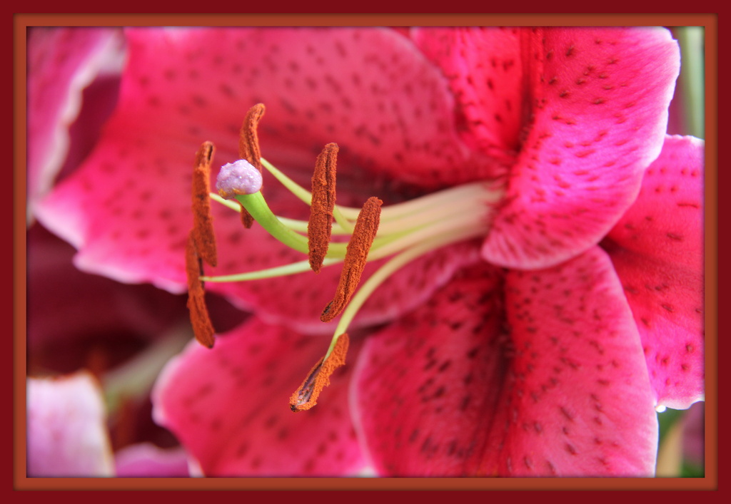 Oriental lily by rustymonkey