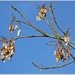 Seed Clusters by carolmw