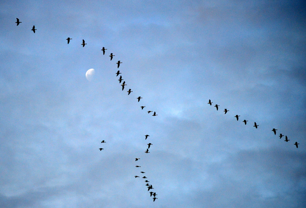 The Geese Jumped Over the Moon by kareenking