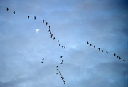 22nd Jan 2014 - The Geese Jumped Over the Moon