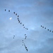 The Geese Jumped Over the Moon by kareenking