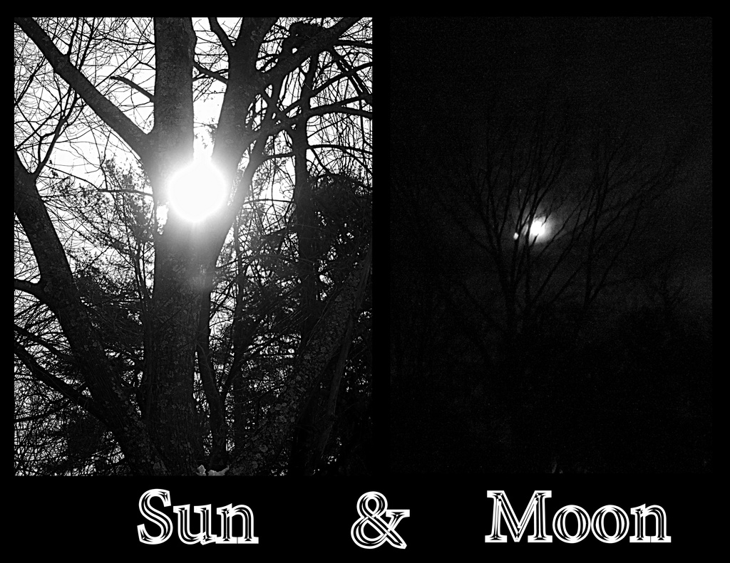 Sun & Moon through the same tree by homeschoolmom