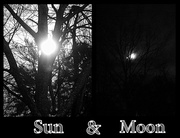 23rd Jan 2014 - Sun & Moon through the same tree