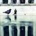 Lone Pigeon, Lone Piper by rich57
