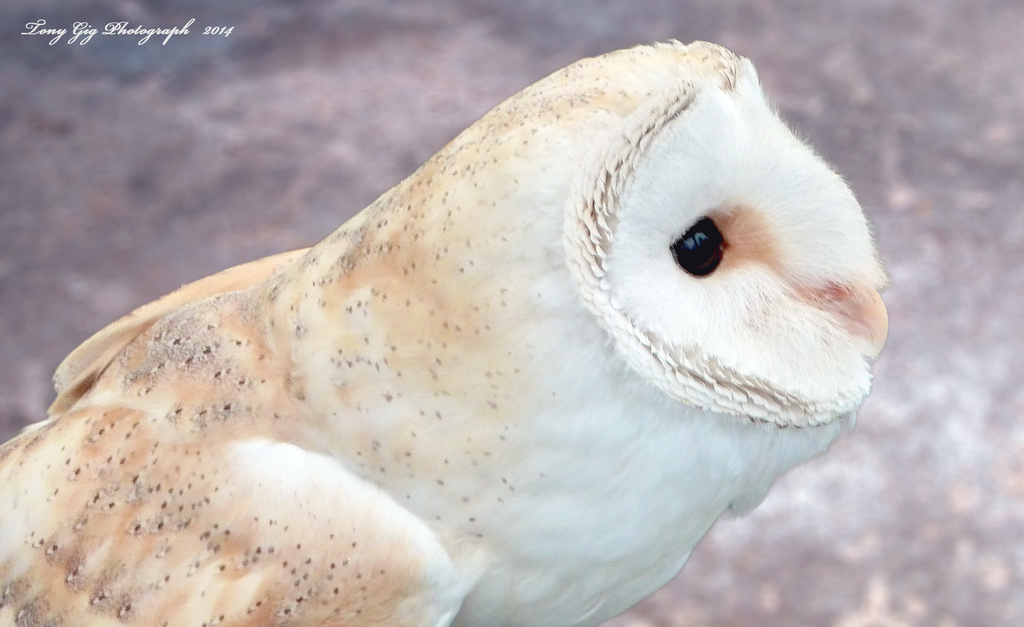 Barn Owl  by tonygig
