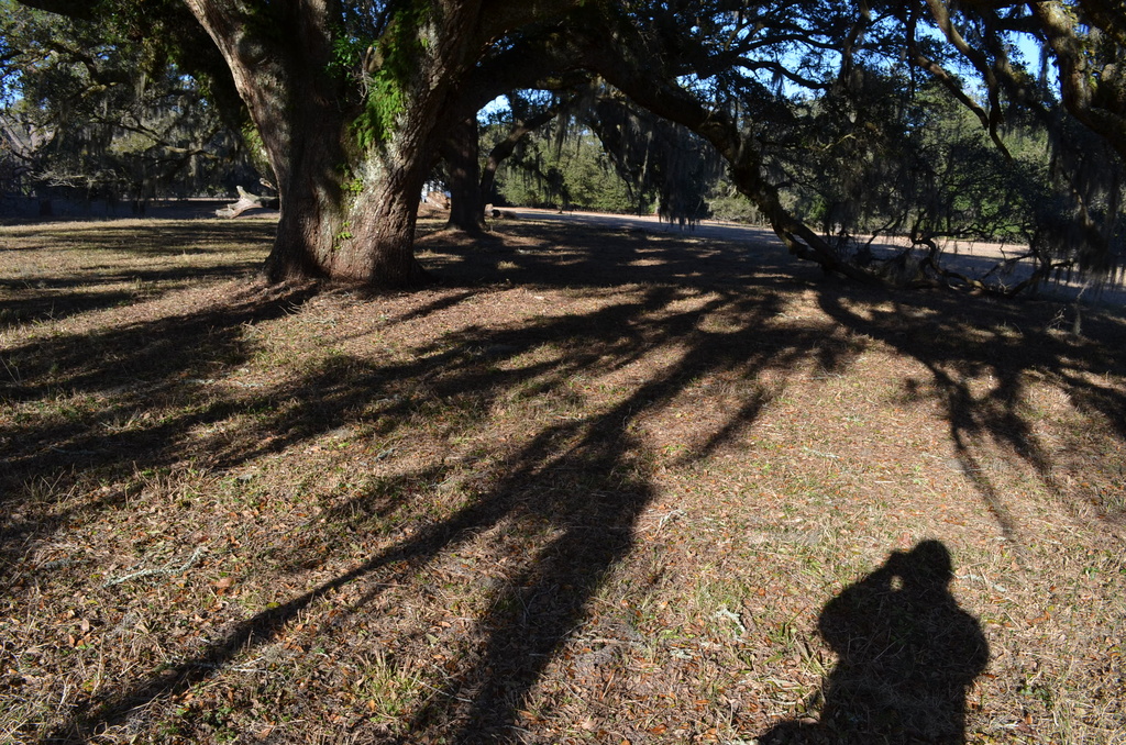 Shadow self-portrait and live oaks by congaree