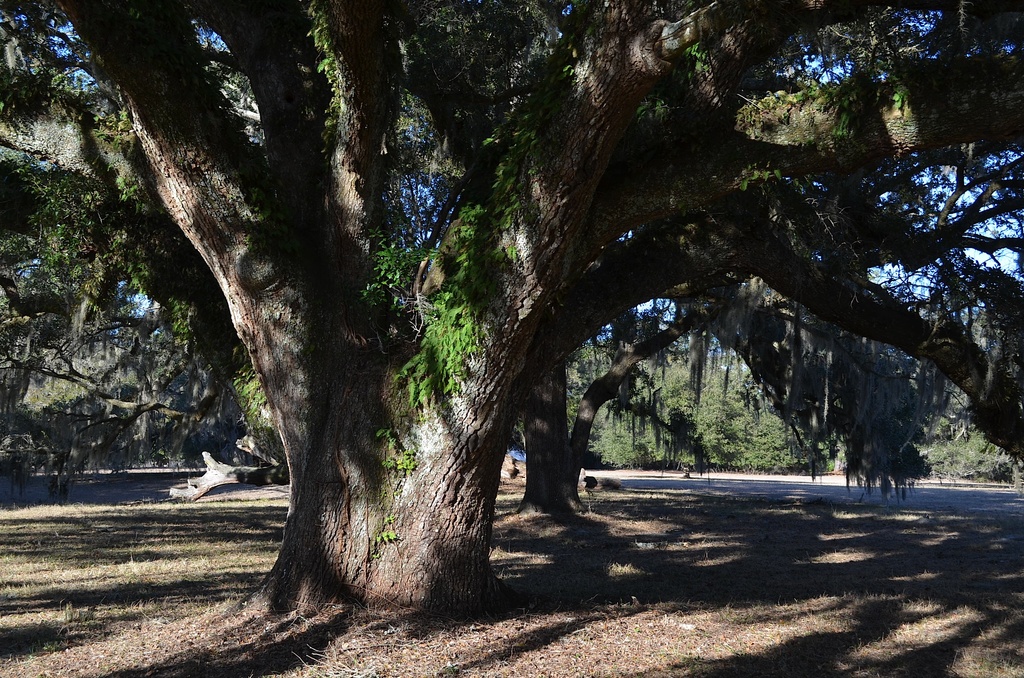 Live oak and shadows by congaree