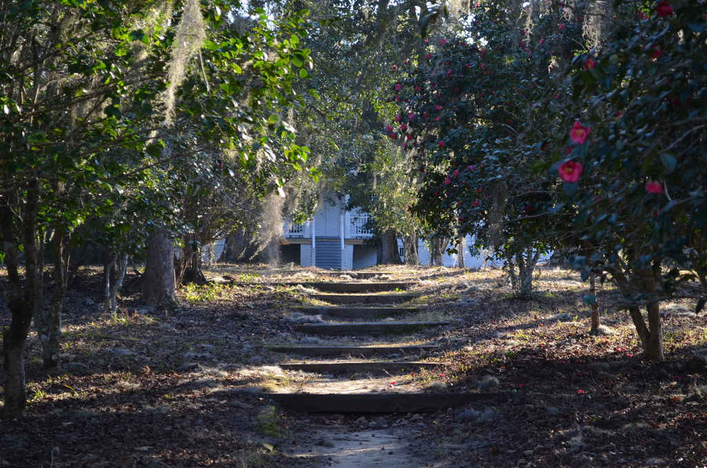 The path to the plantation house from the creek by congaree