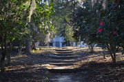21st Jan 2014 - The path to the plantation house from the creek