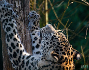 23rd Jan 2014 - Stretching Leopard