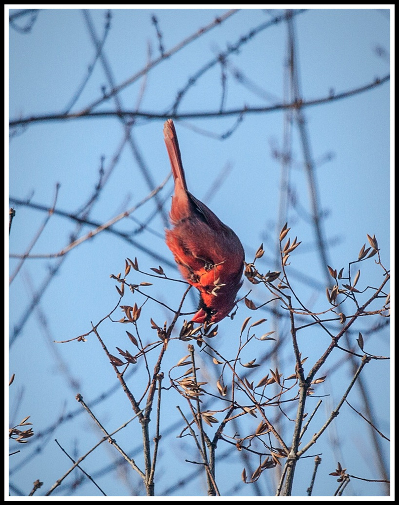 Cardinal from Below by gardencat