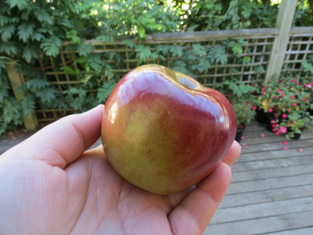 Apple 'Prima' by kiwiflora