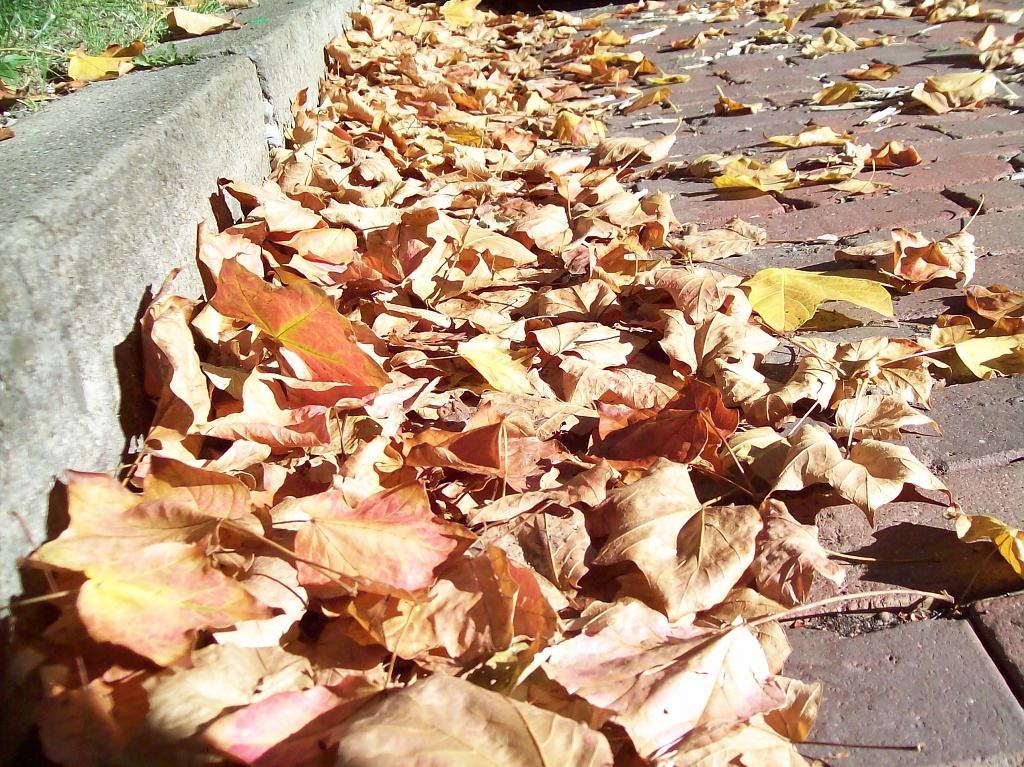 First Fall Leaves by julie