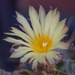 Cactus flowering just for one day by gosia