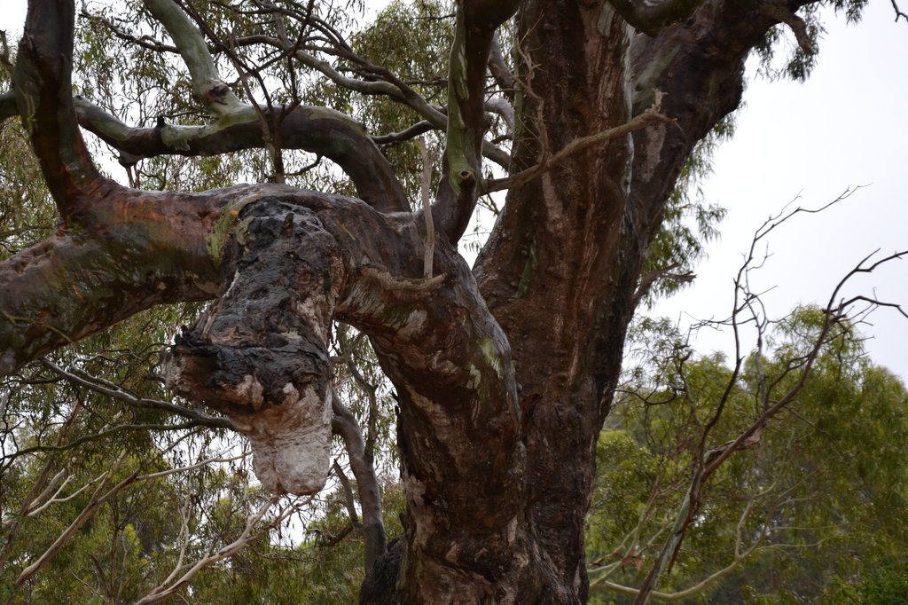 Old Redgum enjoys a drink. by dianeburns
